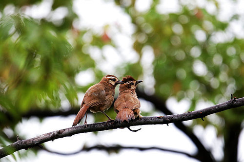 canon,jiangxi,capture,wild animal,outdoors,No one.,animal,ki,wild,The park.,Tiny.,Leaf.,C. Environment,The garden.,summertime,food,close-up,color,Beautiful.,lawn