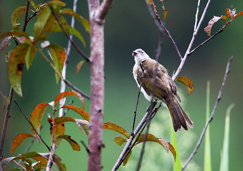 Birds.,canon,jiangxi,capture,No one.,outdoors,animal,Leaf.,wild,The wings.,Tiny.,songbird,color,Feather.,close-up,bird watching,The garden.,The park.,sparrow