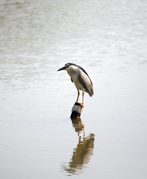 Birds.,canon,jiangxi,capture,animal,beak,heron,one,lake,wild,Nature.,marsh,outdoors,Feather.,Daylight.,pond,reflex,side view