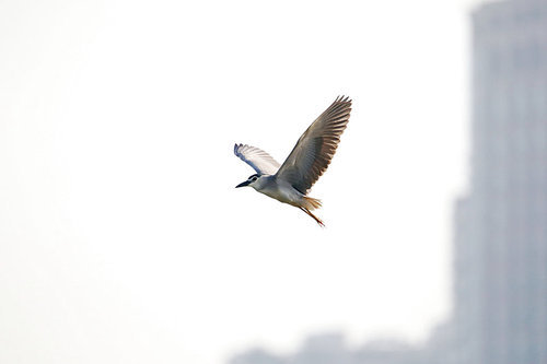 Birds.,canon,jiangxi,capture,to fly,No one.,animal,outdoors,The sky.,Flies.,Freedom.,waters,Feather.,wild,The wings.,beak,pigeons,The sea.,ornithology