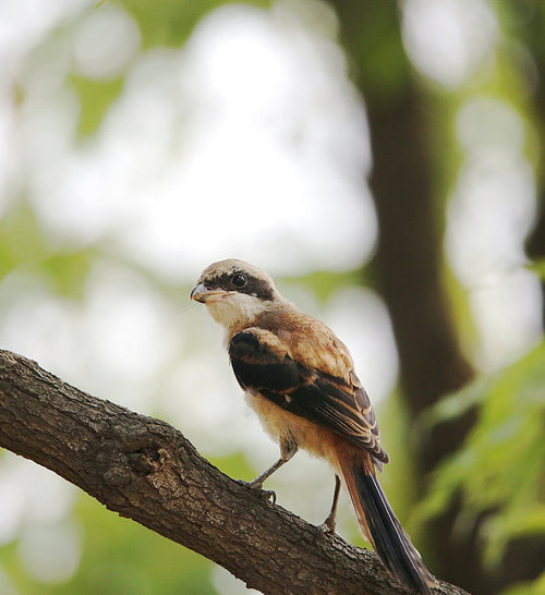 Birds.,canon,jiangxi,capture,wild,outdoors,animal,ornithology,songbird,beak,Tiny.,The wings.,Feather.,sparrow,nesting,ki,bird watching,tree,Backyard.