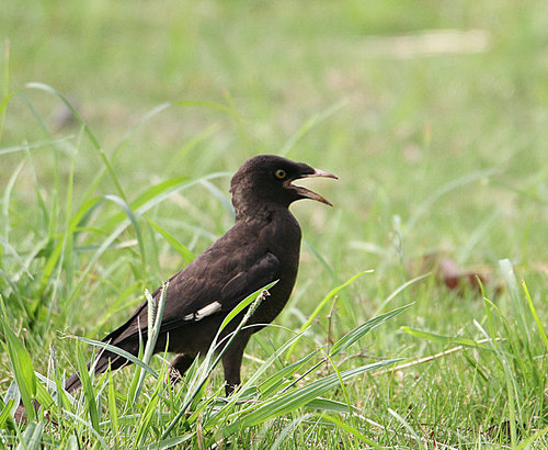 Birds.,canon,jiangxi,capture,blackbird,animal,wild,lawn,outdoors,ornithology,beak,raven,Feather.,bird watching,starling,The wings.,side view,migrate,to fly