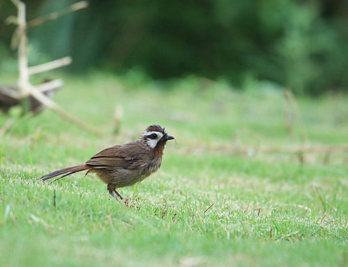 Birds.,canon,jiangxi,capture,animal,wild,outdoors,lawn,Tiny.,ornithology,beak,sparrow,Cute.,Feather.,bird watching,summertime,songbird,Alarm alert.,The garden.