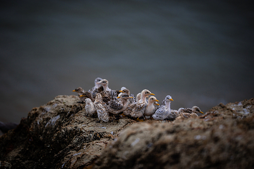 documentary,color,Nature.,animal,waters,poultry,Feather.,duck,No one.,The sea.,aristocratic woman,outdoors,beak,The ocean.,Tiny.,wild,The beach.,shoreline,lake,The wings.