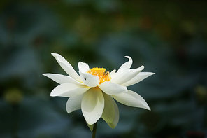 The lotus.,canon,lotus leaf,jiangxi,lotus pond,The garden.,summertime,blossoming,petal,color,grain crops,It's a flower.,The park.,It's a plant.,close-up,Delicate.,Beautiful.,outdoors,bright,lilies