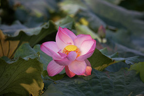 The lotus.,canon,lotus leaf,lotus pond,lotus flower,The garden.,blossoming,pond,Beautiful.,petal,summertime,color,The park.,It's a plant.,It's a flower.,No one.,lilies,- Peace.,Tropical.,close-up