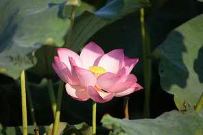 The lotus.,canon,lotus leaf,lotus pond,Leaf.,Aquatic plants,Tropical.,blossoming,Nature.,lilies,summertime,Swimming.,foreign.,Divine.,It's a plant.,Beautiful.,The garden.,petal,protector