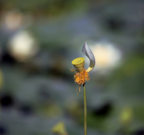 the lotus.,canon,lotus leaf,lotus pond,leaf.,motoshi,nature,summertime,grain crops,the garden.,comfortable weather.,lawn,wild,insect.,color,wild animal,tiny.,delicate.,vertebrate without vertebrae,daylight.