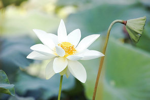 The lotus.,canon,lotus leaf,lotus pond,plant,summertime,lilies,The garden.,Tropical.,blossoming,pond,petal,foreign.,No one.,Beautiful.,close-up,It's a flower.,Zen.,The park.,It's a plant.