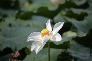 The lotus.,canon,lotus leaf,lotus pond,Nature.,No one.,pond,lilies,blossoming,The garden.,petal,summertime,close-up,Tropical.,Beautiful.,foreign.,It's a flower.,outdoors,The park.,Zen.