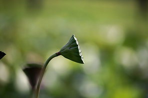 canon,jiangxi,lotus pond,motoshi,outdoors,the garden.,flower.,plant,insect.,grain crops,summertime,butterfly.,rain,wild animal,tiny.,freedom degree,comfortable weather.,light,lawn,c.