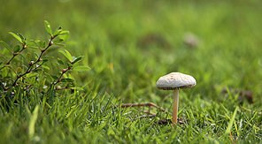 canon,jiangxi,fungi,nature.,nature,the hay place.,summertime,food,close-up,grain crops,fen,leaf.,wild,ki,season,outdoors,c. environment,no one.,edible,the park.