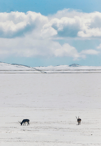 Snowy.,Winter.,Cold.,landscape,ice,waters,Frozen.,No one.,outdoors,It's frosted.,Birds.,Mammals.,lake,The sea.,frost,The sky.,shan,Daylight.,Nature.,The weather.