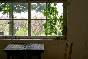 오래된 책상, 의자, 창문, 담쟁이