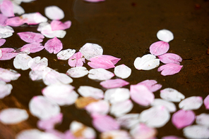 물 위에 떨어진 벚꽃 잎