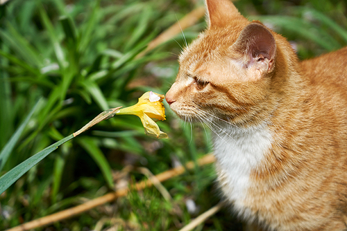 수선화 꽃 냄새를 맡고 있는 고양이