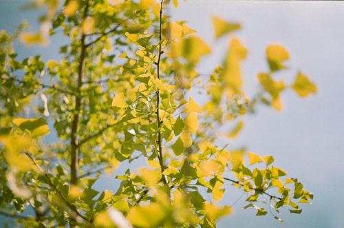 가을 풍경 필름사진 004SS