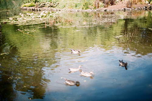 호주 멜버른 왕립식물원 호수위의 오리 필름사진 (NN015_008)