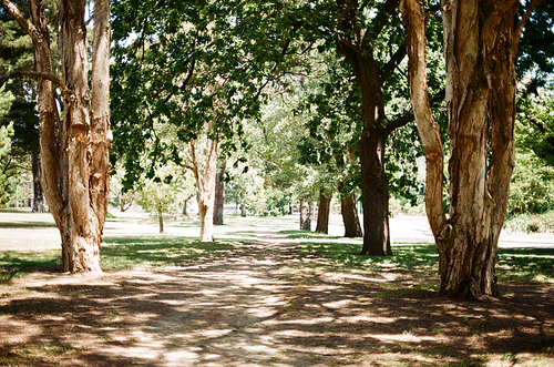 호주 멜버른 왕립식물원의 나무 필름사진 (NN015_040)