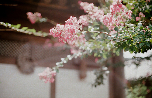 전주 한옥마을 꽃나무 필름사진 (NN021_002)