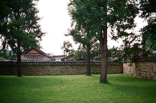 전주 한옥마을 경기전 잔디와 나무 필름사진 (NN021_009)