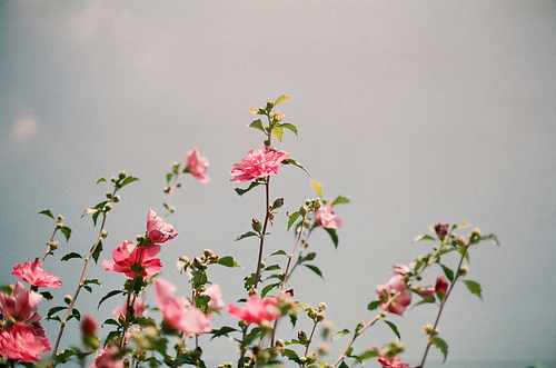 전주 한옥마을 무궁화꽃 필름사진 (NN021_015)