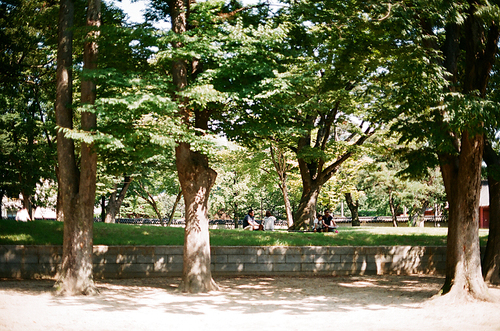 전주 한옥마을 경기전 나무 풍경 필름사진 (NN021_019)