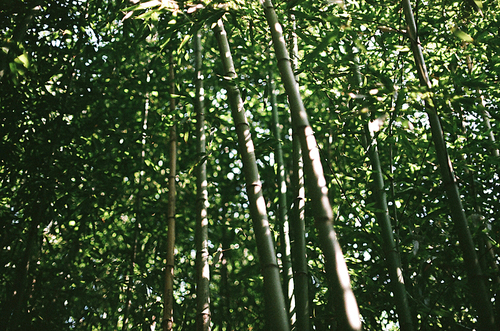전주 한옥마을 경기전 대나무숲 필름사진 (NN021_021)