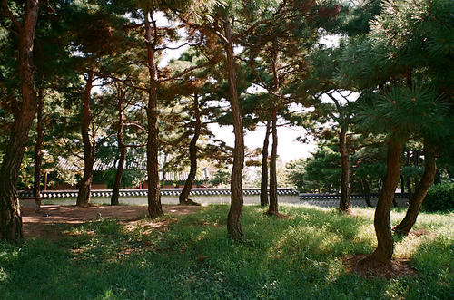 전주 한옥마을 경기전 풍경 필름사진 (NN021_026)