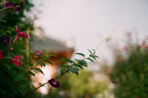 전주 한옥마을 나팔꽃 필름사진 (NN021_046)