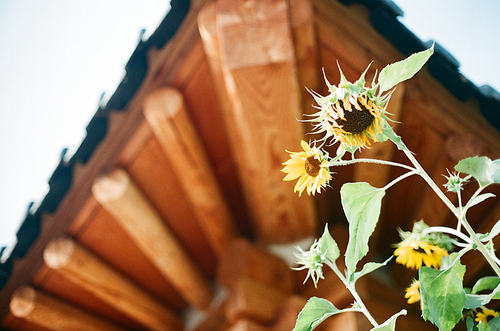 전주 한옥마을 해바라기 꽃 필름사진 (NN021_047)
