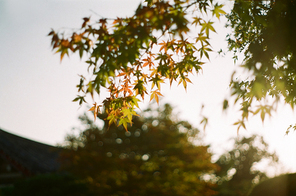 가을 풍경 필름사진 017SS