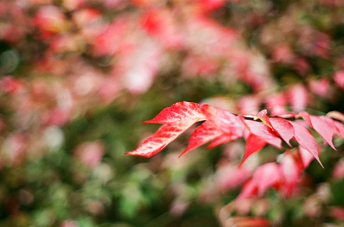 가을 풍경 필름사진 038SS
