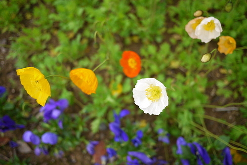 여수 봄 양귀비 꽃 (NN027_003)