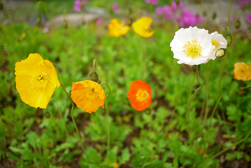 여수 봄 양귀비 꽃 (NN027_004)