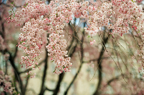 뉴욕 공원 벚꽃 필름사진 (NN032_005)