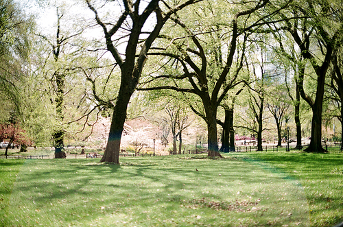 뉴욕 공원 나무 필름사진 (NN032_011)
