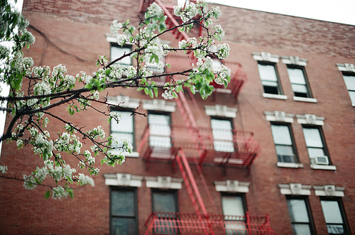 뉴욕 건물 꽃나무 필름사진 (NN032_012)