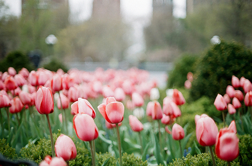 뉴욕 공원 튜울립 꽃 필름사진 (NN032_014)