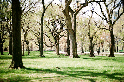뉴욕 공원 나무 필름사진 (NN032_010)
