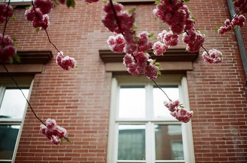 뉴욕 건물 꽃나무 필름사진 (NN032_016)