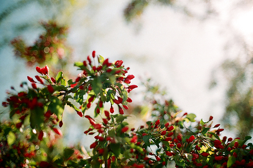 뉴욕 꽃나무 필름사진 (NN032_019)