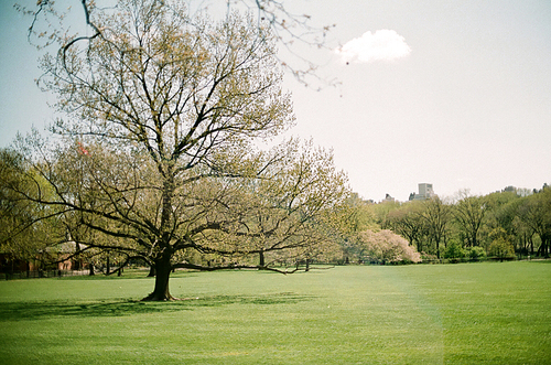 뉴욕 공원 나무 잔디 필름사진 (NN032_017)