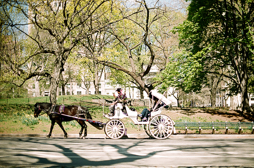 뉴욕 공원 마차 풍경 필름사진 (NN032_020)