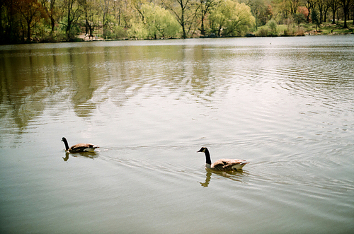 뉴욕 공원 호수 백조 필름사진 (NN032_023)