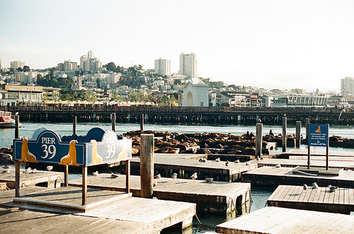 샌프란시스코 바다 필름사진 (NN033_010)