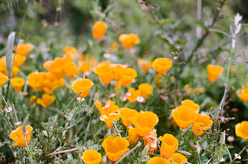 샌프란시스코 공원 꽃 필름사진 (NN033_024)