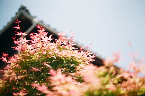 일본 건물 나무 풍경 필름사진 (NN035_014)