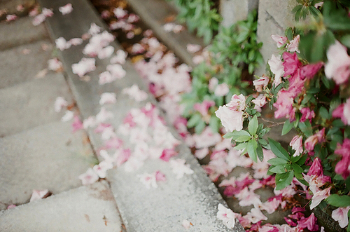 일본 공원 꽃 풍경 필름사진 (NN035_034)