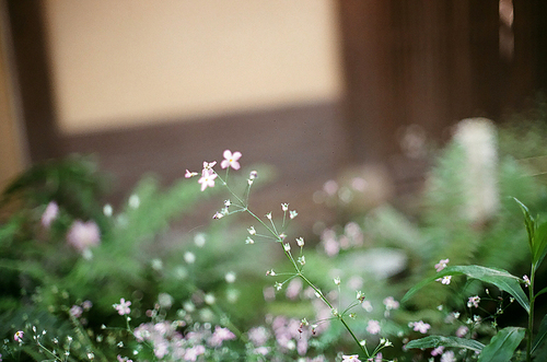일본 꽃 풍경 필름사진 (NN035_038)